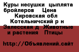 Куры несушки, цыплята бройлеров. › Цена ­ 150 - Кировская обл., Котельничский р-н, Залесская д. Животные и растения » Птицы   